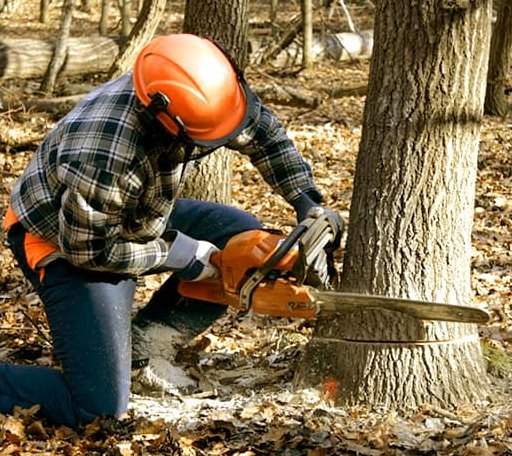 Tree Removal in Oshkosh, NE